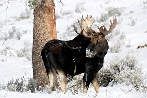 Dark Prints: USA, Wyoming, Yellowstone National Park