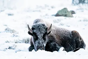 Lying Down Prints: USA, Wyoming, Yellowstone National Park