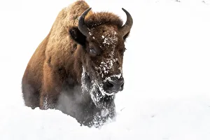 Steam Prints: USA, Wyoming, Yellowstone National Park