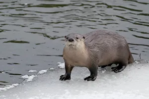USA, Wyoming, Yellowstone National Park. Portrait of a river otter coming out of the river to the icy edge
