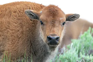 Images Dated 7th November 2021: USA, Wyoming, Yellowstone National Park. Headshot of a bison calf with its orangey coat