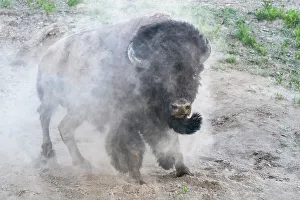 Images Dated 15th January 2024: USA, Wyoming, Yellowstone National Park. A bison bull takes a dust bath
