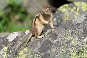 USA, Wyoming, Yellowstone National Park. Portrait of a ground squirrel posing on a lichen covered rock