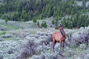 Images Dated 7th November 2021: USA, Wyoming, Yellowstone National Park. A cow elk stands among the sage brush