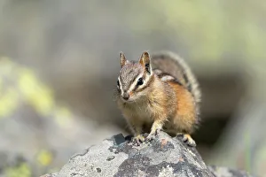 Striped Prints: USA, Wyoming, Yellowstone National Park. Least chipmunk poses on a boulder