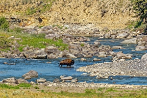 Images Dated 20th June 2024: USA, Wyoming, Yellowstone National Park