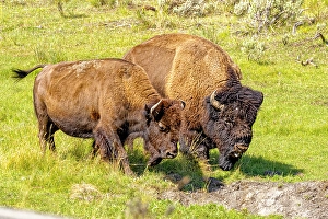 Images Dated 20th June 2024: USA, Wyoming, Yellowstone National Park