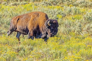 Images Dated 21st June 2024: USA, Wyoming, Yellowstone National Park