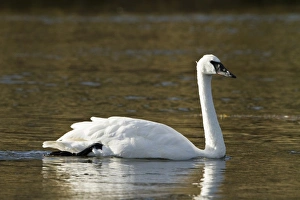Images Dated 27th September 2010: USA, Wyoming, Yellowstone National Park, Madison River. Trumpeter swan (Cygnus buccinator)