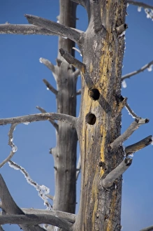 USA, Wyoming. Yellowstone National Park. Bird nesting site in dead tree with frost