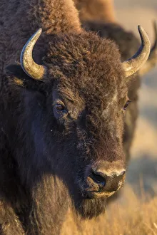 Images Dated 26th September 2016: USA, Wyoming, Yellowstone National Park, a cow bison
