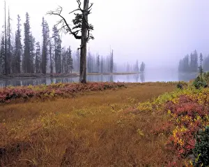 Ric Ergenbright Prints: USA, Wyoming, Yellowstone NP. Autumn creeps mistily into Yellowstone NP