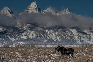 Grand Teton Prints: USA, Wyoming. Young bull moose in Grand Teton National Park