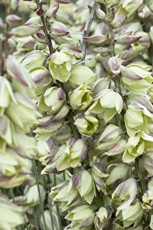 Images Dated 7th June 2021: USA, Wyoming. Yucca blossoms, Bighorn Canyon National Recreation Area