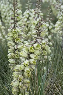 Images Dated 3rd April 2021: USA, Wyoming. Yucca blossoms, Bighorn Canyon National Recreation Area