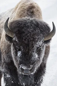 Survival Prints: USA, Yellowstone, bison