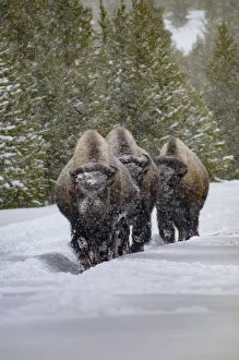 USA, Yellowstone National Park. Three bison in winter