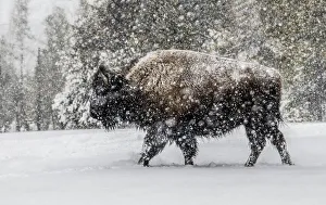 USA, Yellowstone National Park. Bison in winter