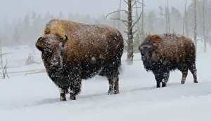 Looking At Camera Prints: USA, Yellowstone National Park. Bison in winter