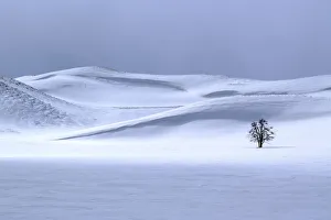 Lone Tree Prints: USA, Yellowstone National Park. Lone tree in winter