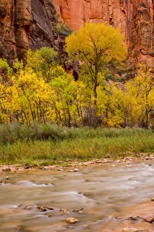 Agua Prints: USA, Zion National Park, Fall Colors