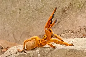 Spider Prints: Usambara Orange Baboon Spider, Pternochilus murinus