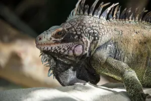 Shade Prints: USVI, St Thomas, Magens Bay. Close up of Iguana iguana on beach