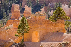 Images Dated 27th April 2008: UT, Bryce Canyon National Park, Tunnel on the Peekaboo trail