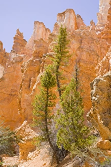 Bryce Canyon Prints: UT, Bryce Canyon National Park, Pine trees and soft reflected light