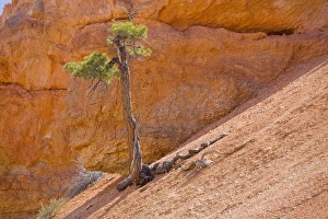 Limber Pine Prints: UT, Bryce Canyon National Park, Limber Pine, in reflected light