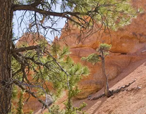 Images Dated 27th April 2008: UT, Bryce Canyon National Park, Limber Pine, framed by a Pondersosa Pine