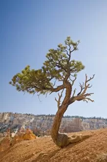 Images Dated 27th April 2008: UT, Bryce Canyon National Park, Limber Pine tree