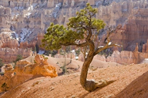 UT, Bryce Canyon National Park, Limber Pine tree