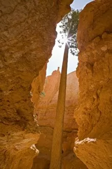 Images Dated 27th April 2008: UT, Bryce Canyon National Park, Ponderosa Pine tree with sunburst, at Wall Street