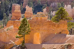 Images Dated 27th April 2008: UT, Bryce Canyon National Park, Tunnel on the Peekaboo trail