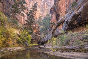 Zion Prints: UT, Zion National Park, Left Fork of North Creek, at the Subway