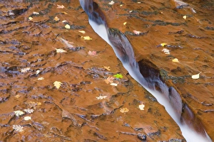 Images Dated 30th October 2008: UT, Zion National Park, Water, rock, and leaves, Left Fork of North Creek