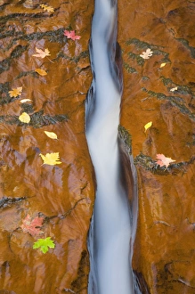 Separation Prints: UT, Zion National Park, Water, rock, and leaves, Left Fork of North Creek