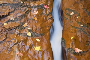 Images Dated 30th October 2008: UT, Zion National Park, Water, rock, and leaves, Left Fork of North Creek