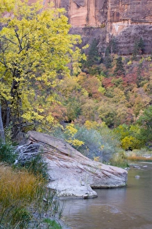 Images Dated 29th October 2008: UT, Zion National Park, Zion Canyon, Virgin River, and colorful Cottonwood and Maple
