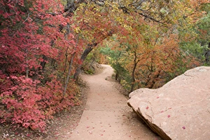 Images Dated 31st October 2008: UT, Zion National Park, Zion Canyon, Emerald Pools trail, with Big Tooth Maple trees
