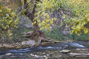 UT, Zion National Park, Zion Canyon, Cottonwood tree, along the Virgin River