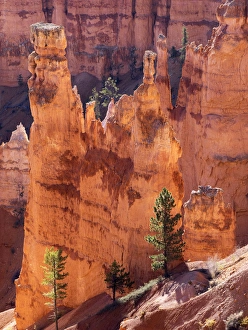 Utah Prints: Utah, Bryce Canyon National Park, Bryce Canyon and Hoodoos