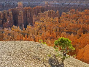 Images Dated 27th October 2017: Utah, Bryce Canyon National Park. View of canyon with hoodoos