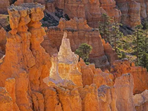 Images Dated 28th October 2017: Utah, Bryce Canyon National Park. Queens Garden, Queen Victoria formation