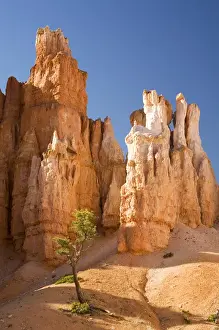 Bryce Canyon Prints: Utah, Bryce Canyon NP, Hoodoos along the Peekaboo Loop Trail
