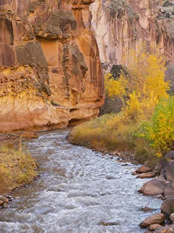 Images Dated 26th October 2017: Utah, Capitol Reef National Park, Cottonwood trees and Fremont River