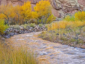 Images Dated 26th October 2017: Utah, Capitol Reef National Park, Cottonwood trees and Fremont River