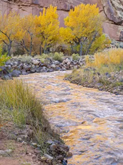 Images Dated 26th October 2017: Utah, Capitol Reef National Park, Cottonwood trees and Fremont River