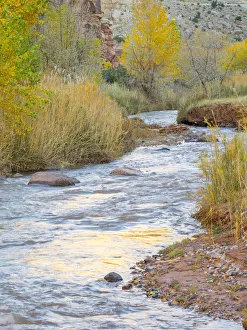 Images Dated 26th October 2017: Utah, Capitol Reef National Park, Cottonwood trees and Fremont River